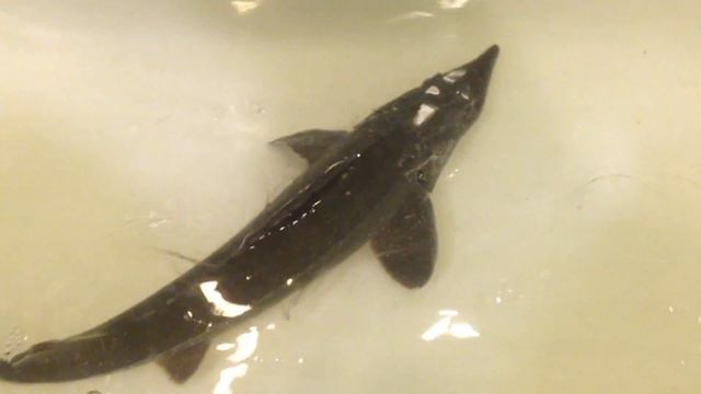 Живой осётр в ванной смотреть онлайн