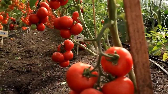 Не все томаты одинаково полезны смотреть онлайн