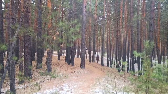 Зимняя прогулка по лесу МОРЖЕВАНИЕ смотреть онлайн