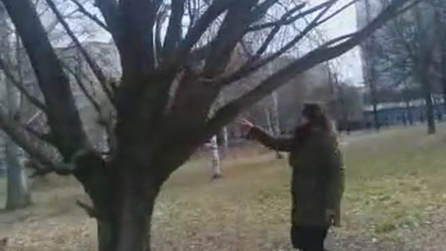 Собака, лазающая по деревьям смотреть онлайн