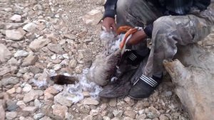 Как правильно ощипать дикого гуся, гусь добытый дядей Толей,