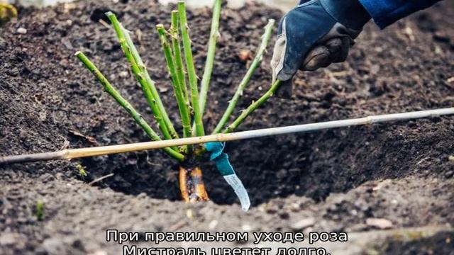 Роза Фредерик Мистраль смотреть онлайн