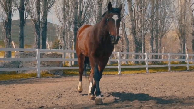 Horses ( 4K UHD) Relaxing Music With Beatiful Landscape Film To Reduce Stress смотреть онлайн