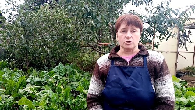 Главный секрет для кур несушек. Подготовка кур к зиме. смотреть онлайн
