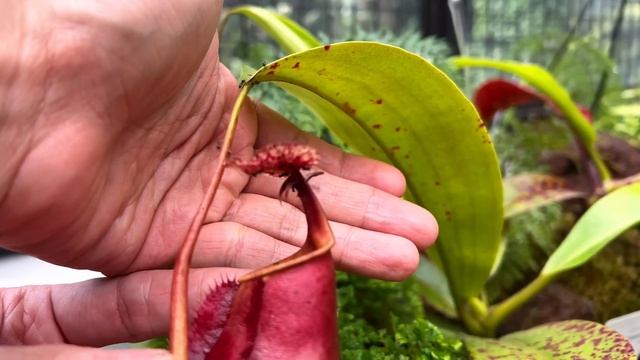 NEPENTHES - carnivorous pitcher plants introduction and nerdy facts with Yudhistira @kebunraya_id смотреть онлайн
