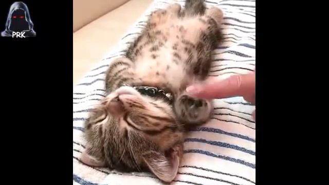 Смотреть прикольные коты и кошки смотреть онлайн