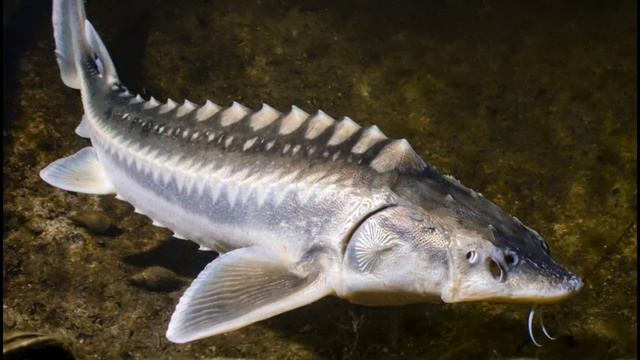 Астафьев Царь-рыба смотреть онлайн