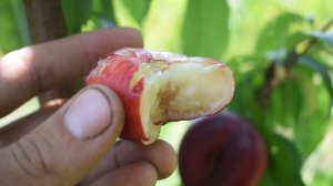 Нектарин инжирный Донат (Donat) - отзывы, саженцы нектарина - Агро Сад