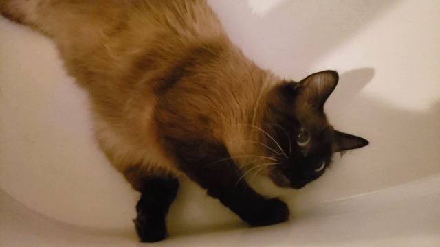 Beautiful Chocolate Seal Point Ragdoll, Sassy смотреть онлайн
