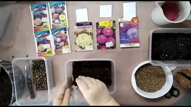 САЖАЕМ АСТРУ НА РАССАДУ СЕМЕНАМИ смотреть онлайн