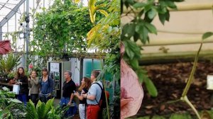 Можно ли выращивать аморфофаллус в качестве комнатного цветка