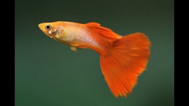 Рыбки гуппи | Содержание | Совместимость | Уход смотреть онлайн