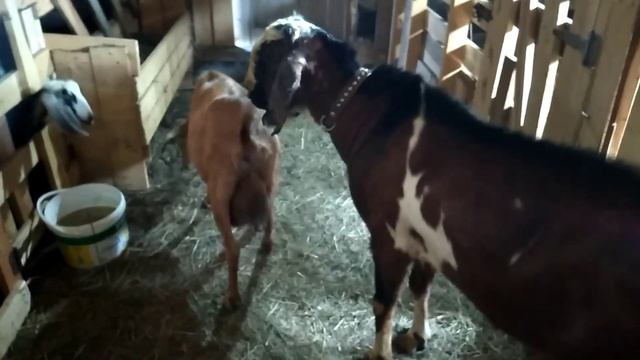 Козы в охоте-2.Массовые покрытия.Козы сошли с ума ?!! смотреть онлайн