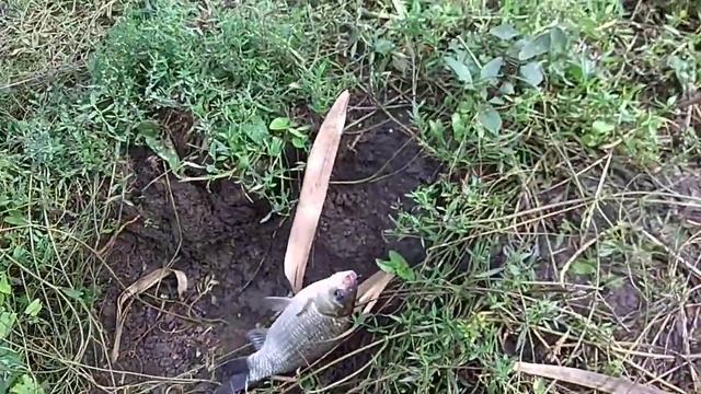Рыбалка 15.09.2018 г. Краснодар, озеро Карасун смотреть онлайн