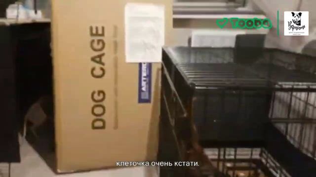 Приобретение клеток для передержки и перевозки животных смотреть онлайн