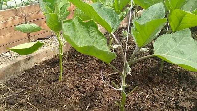 Теплицы. Формирую, подвязываю, чищу от травы баклажаны, перцы, огурцы, томаты. 24.05.22. смотреть онлайн