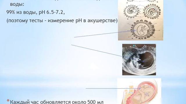 Лекция по гистологии. Внезародышевые органы: АМНИОН смотреть онлайн