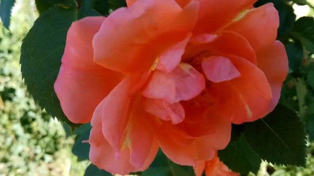 ОРАНЖЕВЫЕ РОЗЫ: кусты розы цветут, видео 2018 (orange rose) смотреть онлайн