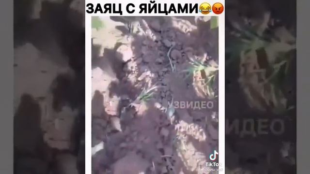 Этого зайца боятся даже волки смотреть онлайн