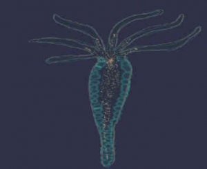 "КУВЫРКАНИЕ" ГИДРЫ