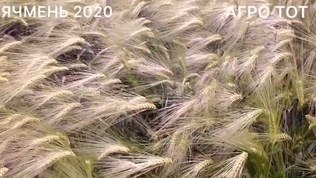 Наш лучший ячмень в наливе двуручка 2020 АГРО ТОТ смотреть онлайн