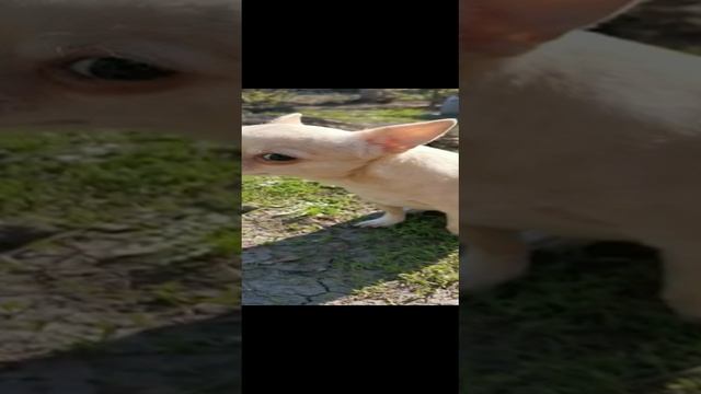 Запах весны! Капа изучает! смотреть онлайн