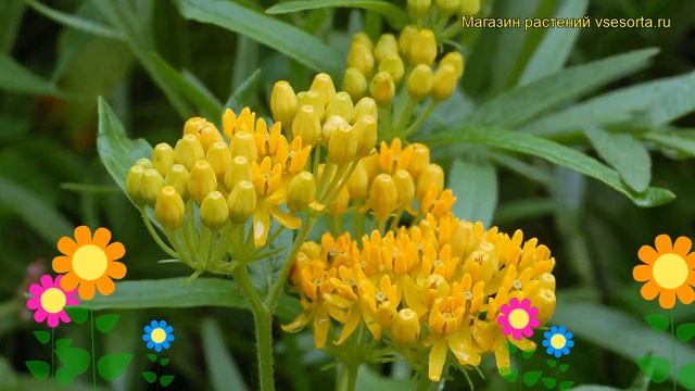 Ваточник клубненосный Хелло Йеллоу. Краткий обзор, описание asclepias tuberosa Hello Yellow смотреть онлайн