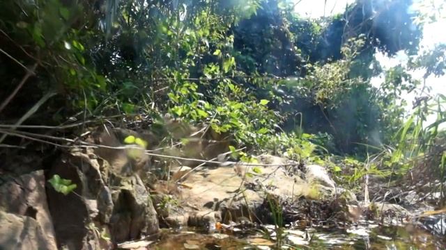 Biotopes of the mountain stream. Guangdong province. China смотреть онлайн