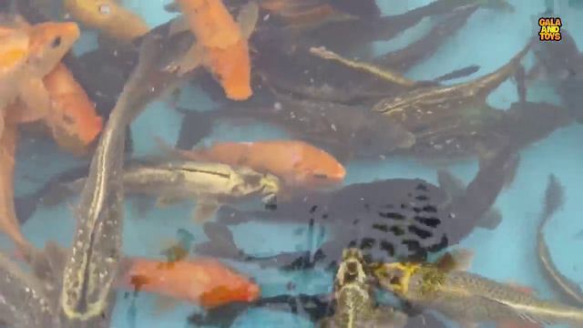 Mancing Ikan Cupang Dikolam, Ikan Lele, Ikan Hias, Ikan Koi, Ikan Mas, Kura Kura Asli, Bebek.part30