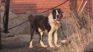 Свердловчанина насмерть загрыз алабай / Новости