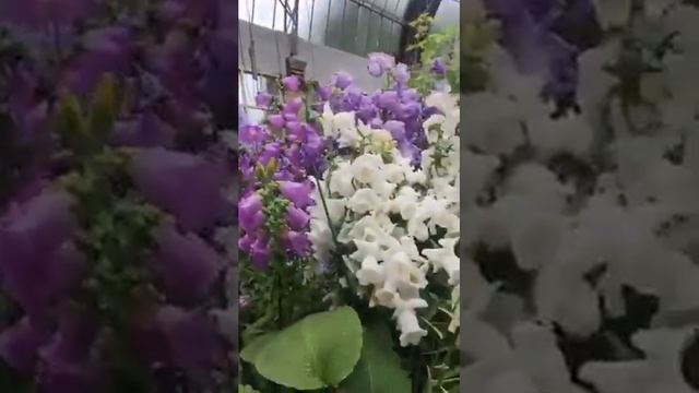 ?LIVE: Ливень, оранжерея, ботаническая иллюстрация смотреть онлайн