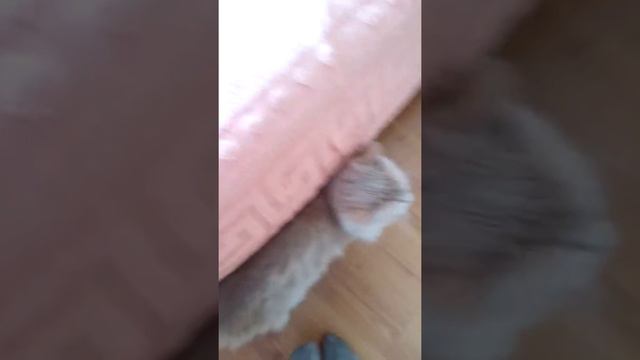 Кот Пушок часть 2 смотреть онлайн