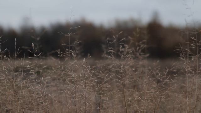 Можно ли канонизировать Ивана Грозного? I Епископ Силуан смотреть онлайн