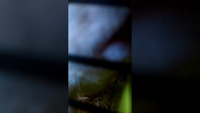 Домашние животные : номер 3 смотреть онлайн