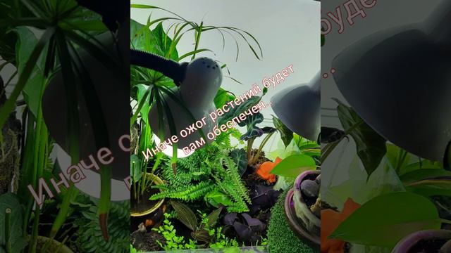 Создание флорариума. смотреть онлайн