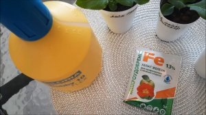 Хелат железа .| Спасение петунии от хлороза. | Петуния и феровит.| Лечение  Хлороза петунии.