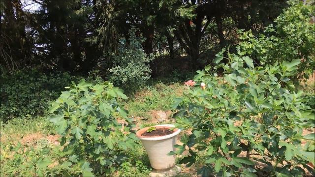 France. Мини-огородик -2 . Муж моет золото)))). Абутилон. Пролонгированное удобрение Osmocot . смотреть онлайн