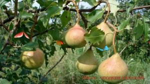 Груша плодовая Памяти Яковлева (pyrus communis) ? обзор: как сажать, саженцы груши Памяти Яковлева