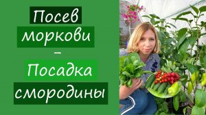Посев моркови. Посадка смородины