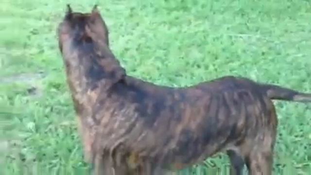 tiger stripes pitbull смотреть онлайн