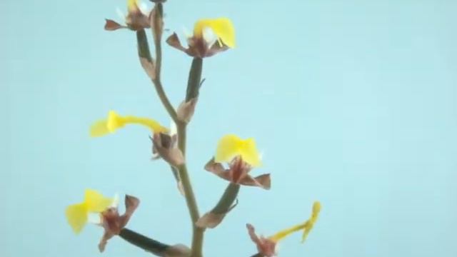 Jewel orchid/anoectochilus burmanicus/драгоценные орхидеи смотреть онлайн