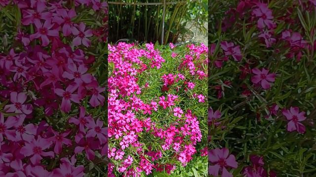 Флокс дернистый смотреть онлайн