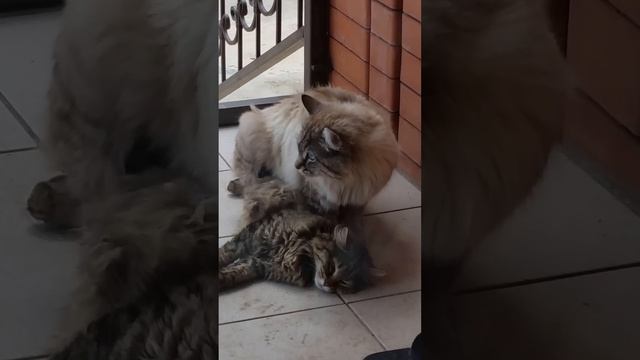 Кот затрахал кошку до полусмерти) смотреть онлайн
