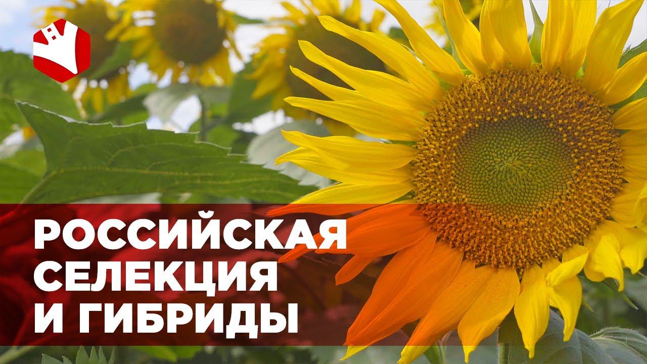 Российская селекция и гибриды | Агробизнес смотреть онлайн