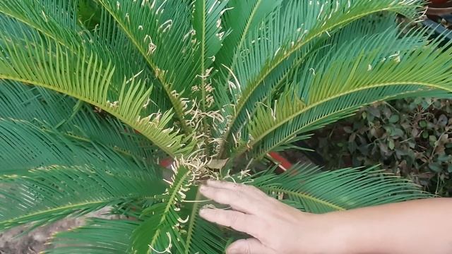 Propagation Of Cycas Plant / Sago Palm || How To Propagate Cycas Plant ||Fun Gardening