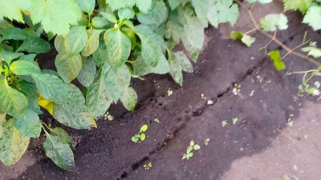 Углублённая теплица шатровая . смотреть онлайн