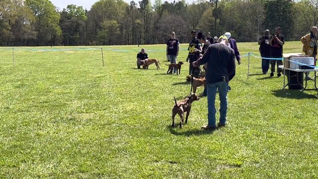 American Pitbull Terriers compete in ADBA Dog Show 12-18 Month Old Females смотреть онлайн