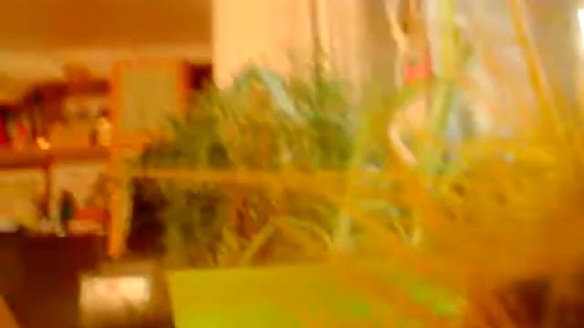 Как полить кактус!????