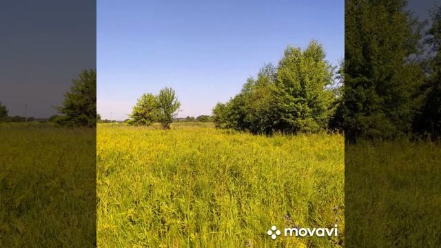 над полем ,,Над полечком,, красота ,природа ,рассветы,закаты ,травы,цветущий луг смотреть онлайн