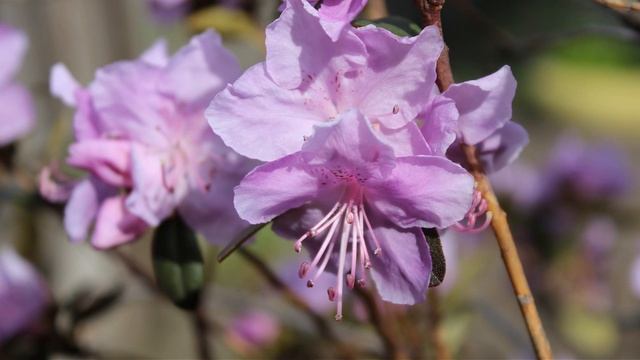 Нежное цветение багульника!!! смотреть онлайн